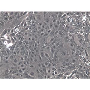 DLM8 Cells(赠送Str鉴定报告)|C3H小鼠骨肉瘤细胞