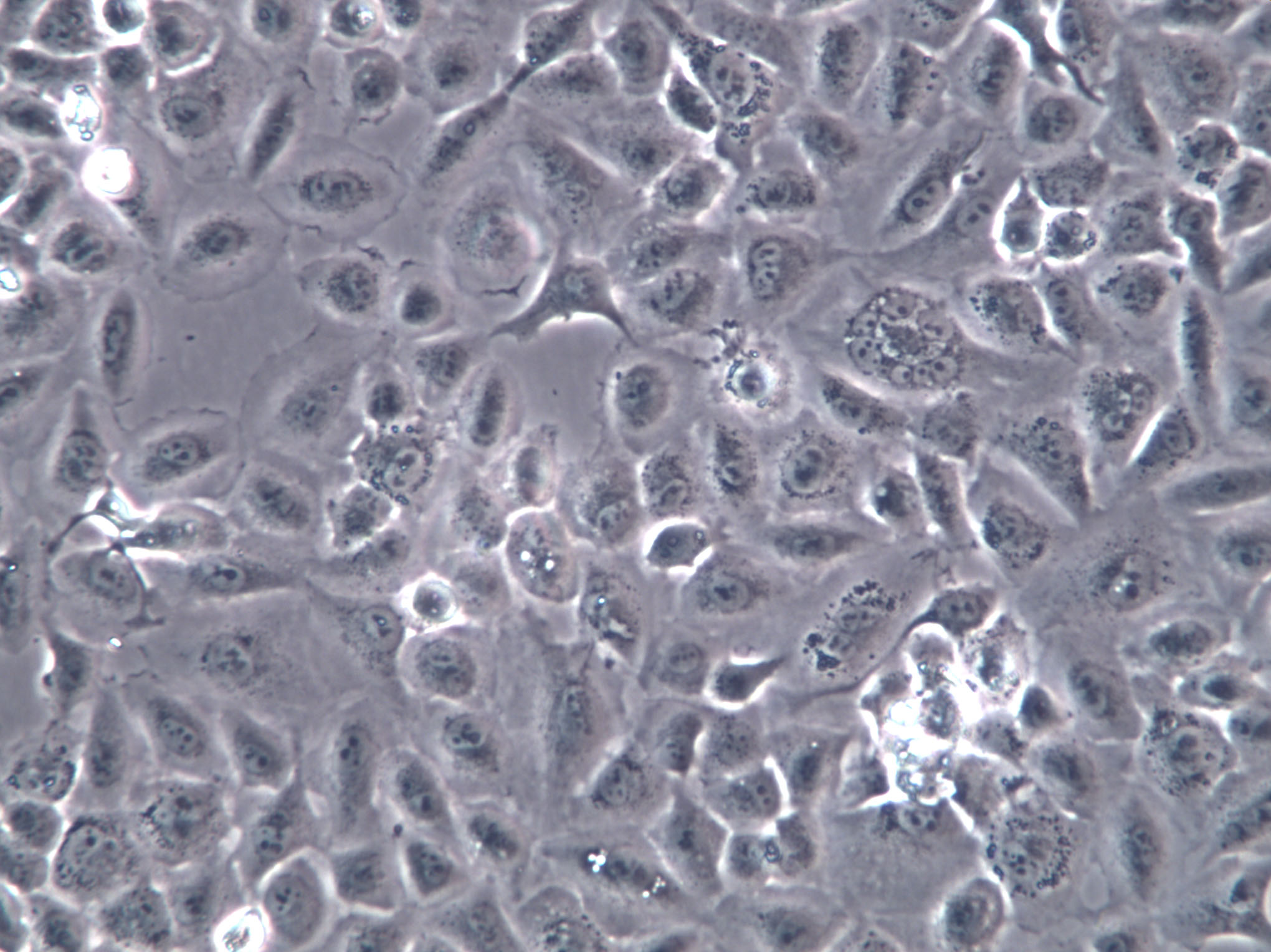 MC/9 Cells(赠送Str鉴定报告)|小鼠肥大细胞,MC/9 Cells