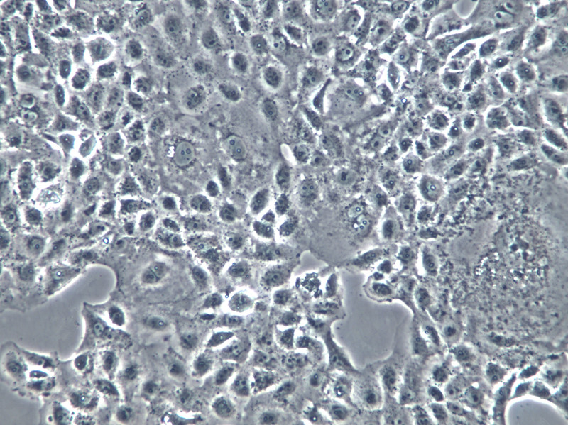 M-1 Cells(赠送Str鉴定报告)|小鼠肾集合管细胞,M-1 Cells
