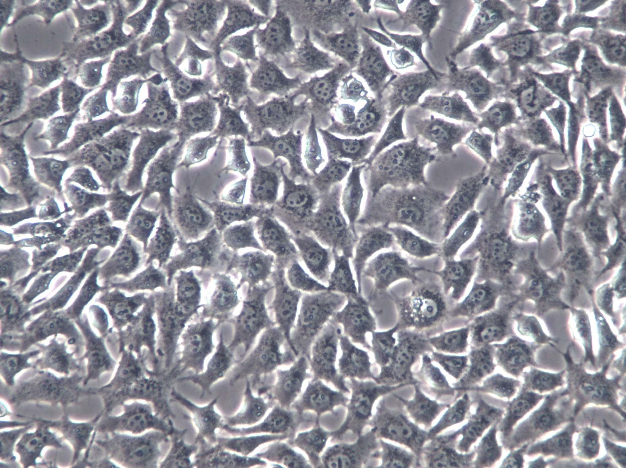 RGE Cells(赠送Str鉴定报告)|大鼠肾小球内皮细胞,RGE Cells