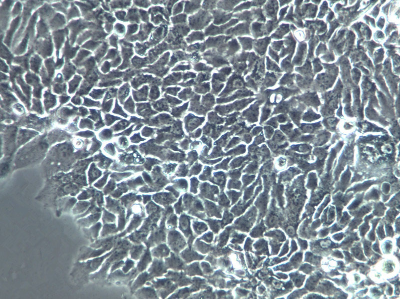 K7M2-WT Cells(赠送Str鉴定报告)|小鼠骨肉瘤成骨细胞,K7M2-WT Cells