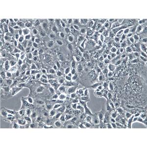 M-1 Cells(贈送Str鑒定報告)|小鼠腎集合管細胞