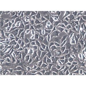 RGE Cells(赠送Str鉴定报告)|大鼠肾小球内皮细胞