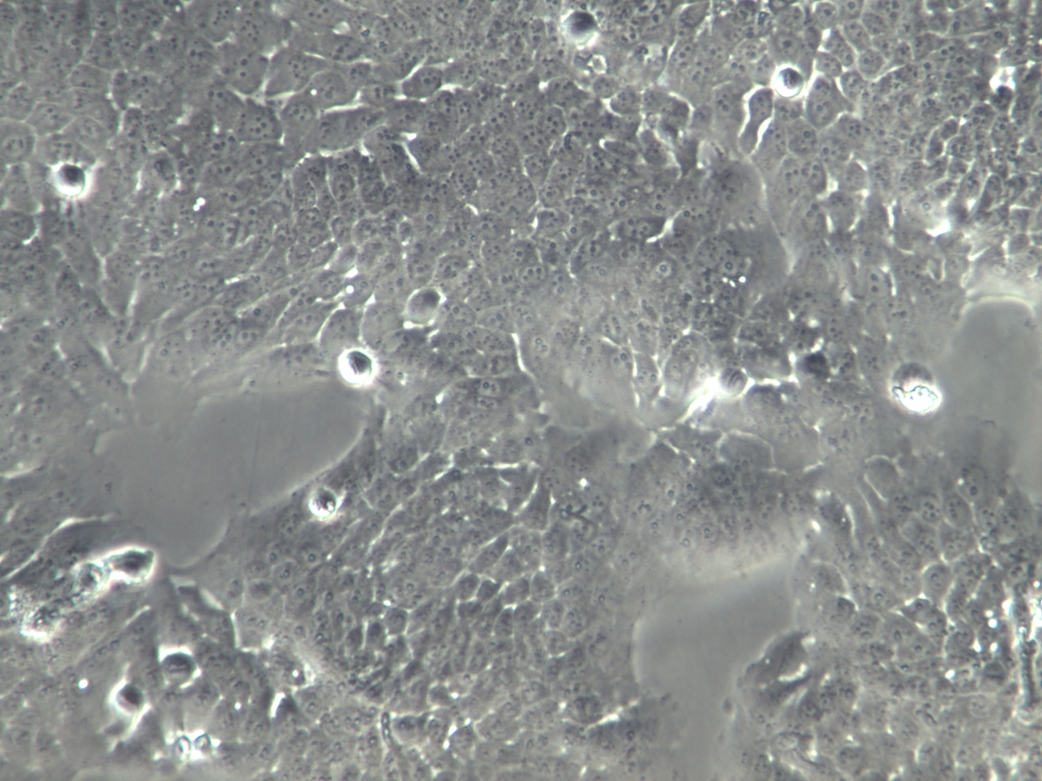 ROS 17/2.8 Cells