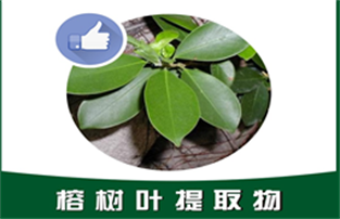 榕树叶提取物,Ficus microcarpa leaf extract