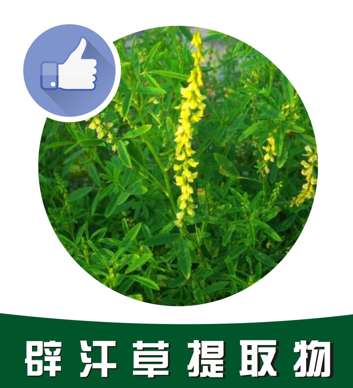 辟汗草提取物,Khan grass extract