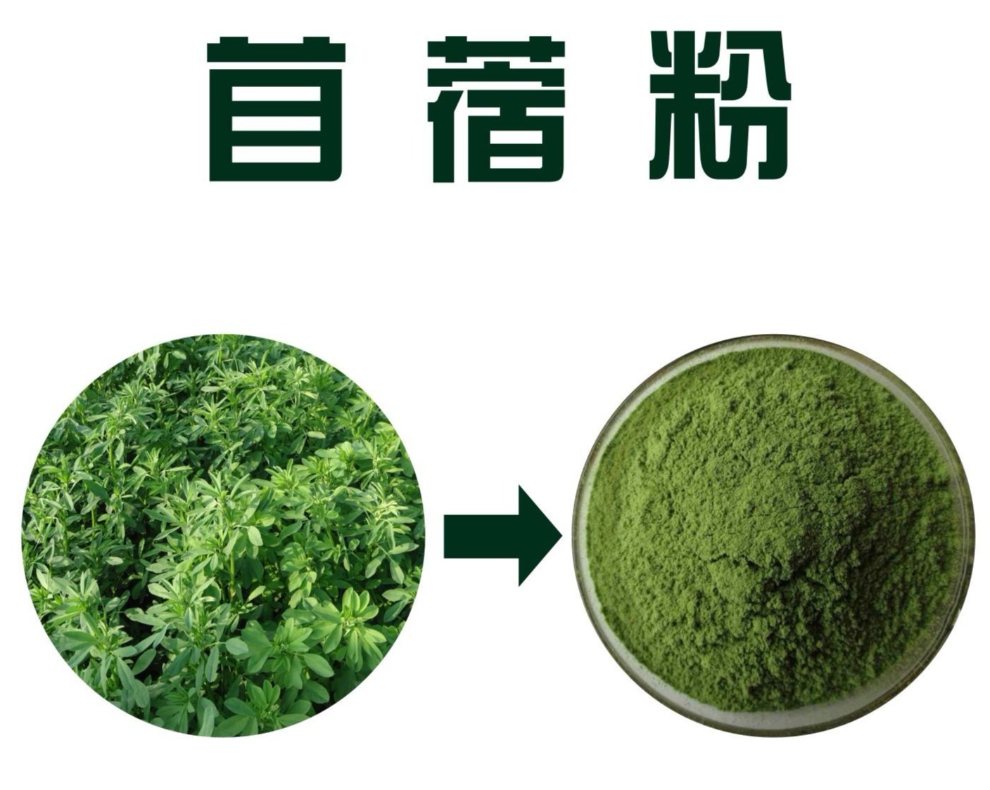 苜蓿粉,Alfalfa powder