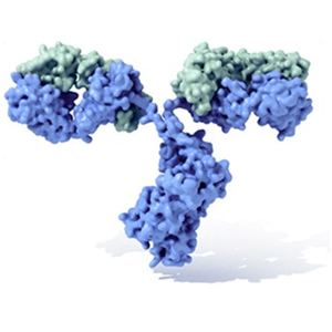 小鼠抗人的Claudin 18.2重組抗體(clone 43-14A),Recombinant Mouse Anti-CLDN18.2 Antibody (clone 43-14A)