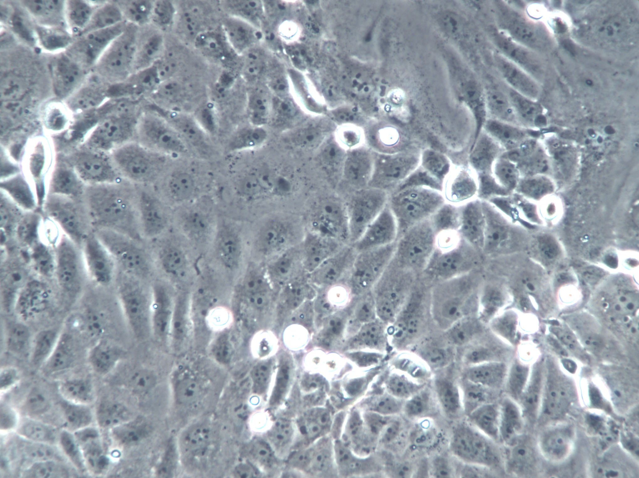 LLC-PK1 Cells(赠送Str鉴定报告)|猪肾细胞
