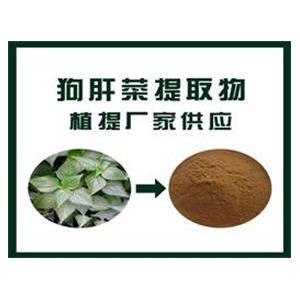 狗肝菜提取物,Dog liver vegetable extract