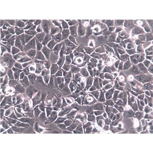 3D4/21 Cells(赠送Str鉴定报告)|猪肺泡巨噬细胞