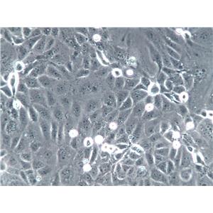 LLC-PK1 Cells(赠送Str鉴定报告)|猪肾细胞