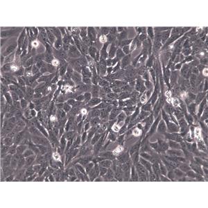 GC-2spd(ts) Cells(赠送Str鉴定报告)|小鼠精母细胞