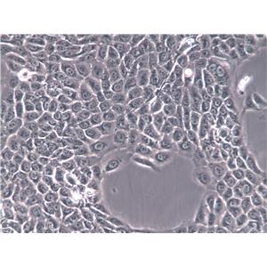 IPEC-J2 Cells(赠送Str鉴定报告)|猪小肠上皮细胞