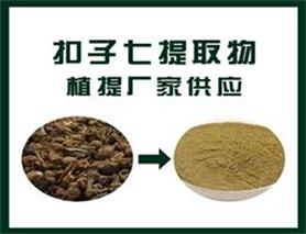 珠子参提取物/珠儿参提取物/扣子七提取物/钮子七提取物,Pearl ginseng extract