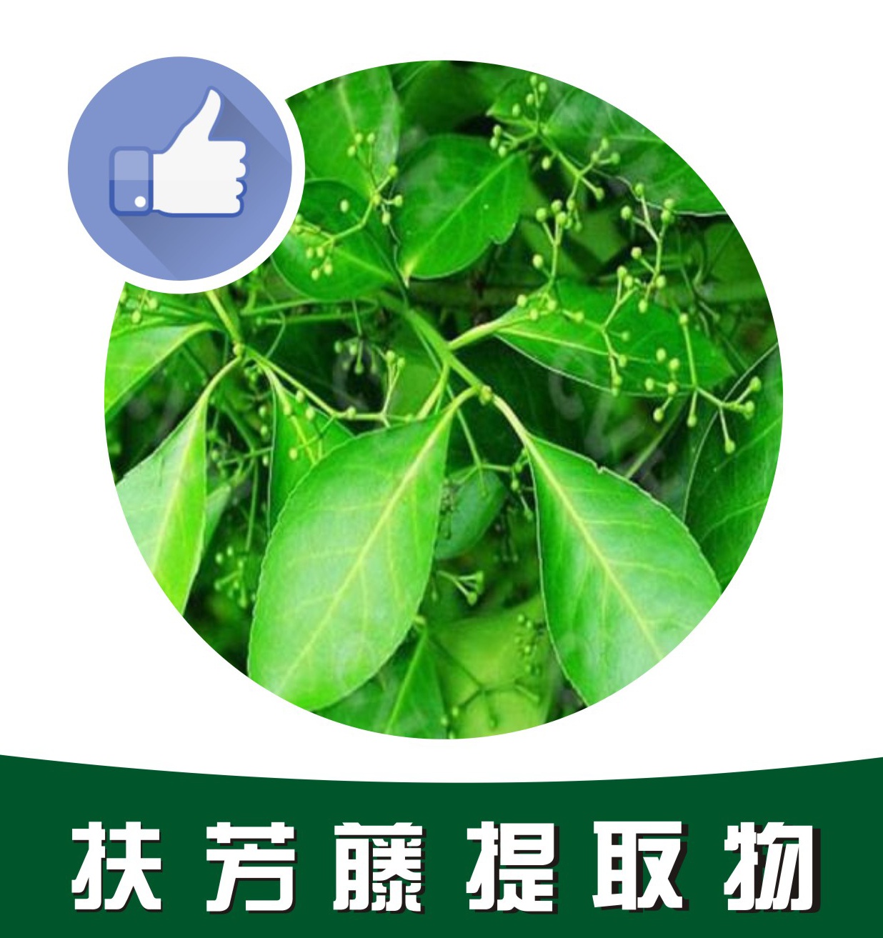 扶芳藤提取物,Euonymus fortunei extract