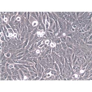 F9 Cells(赠送Str鉴定报告)|小鼠畸胎瘤细胞