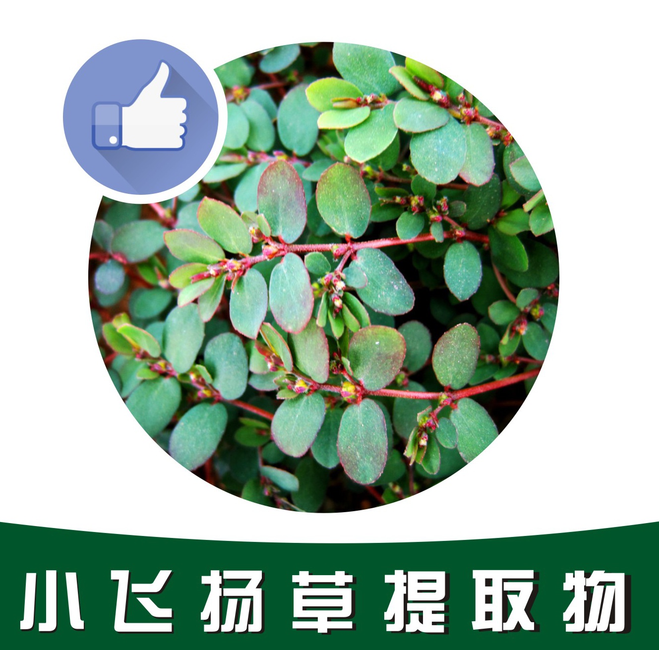 小飞扬草提取物,Euphorbia pulcherrima extract