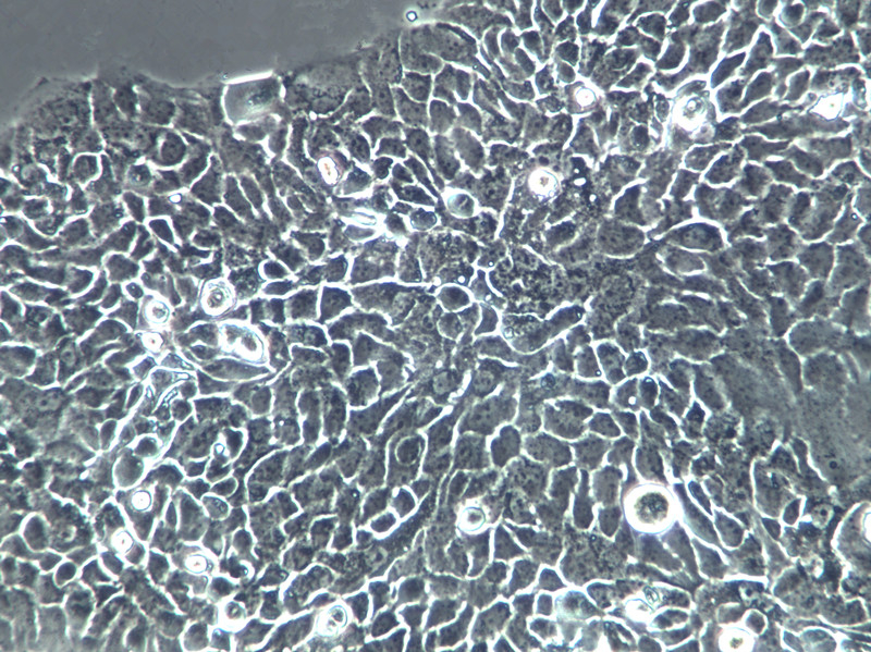 Lec1 Cells(赠送Str鉴定报告)|仓鼠卵巢细胞,Lec1 Cells