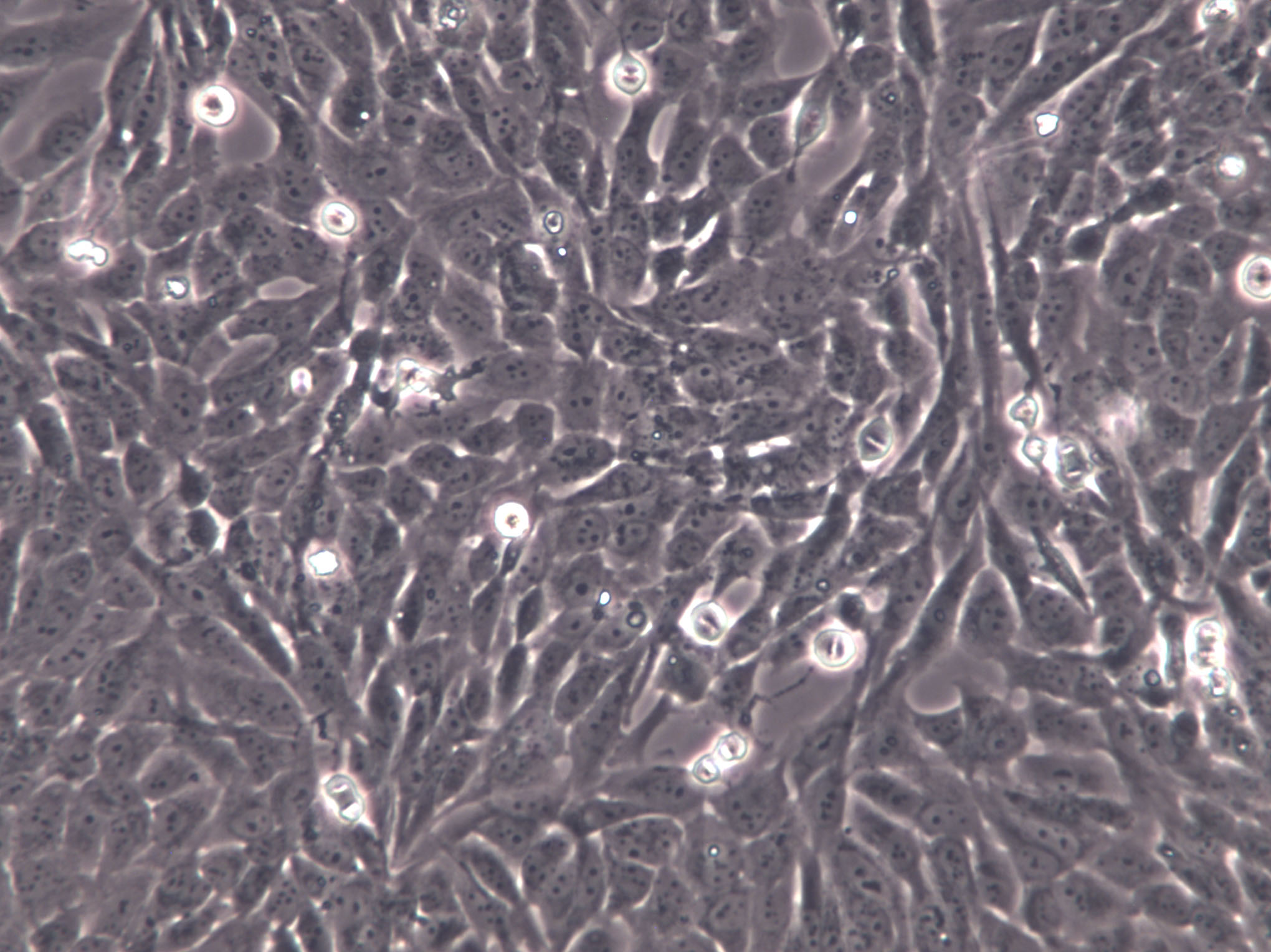 Super Tube Cells(赠送Str鉴定报告)|狗肾细胞,Super Tube Cells