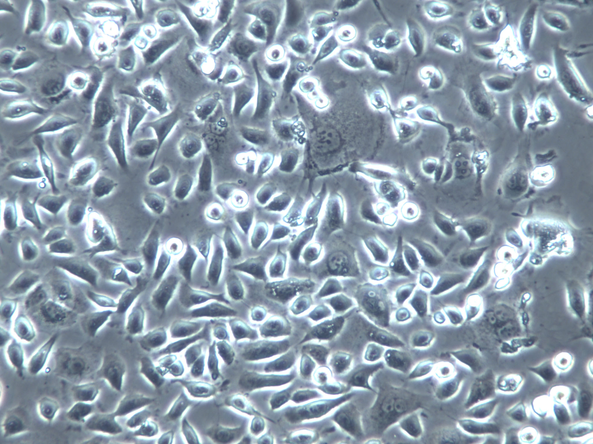 CHL Cells(赠送Str鉴定报告)|中国仓鼠肺细胞,CHL Cells
