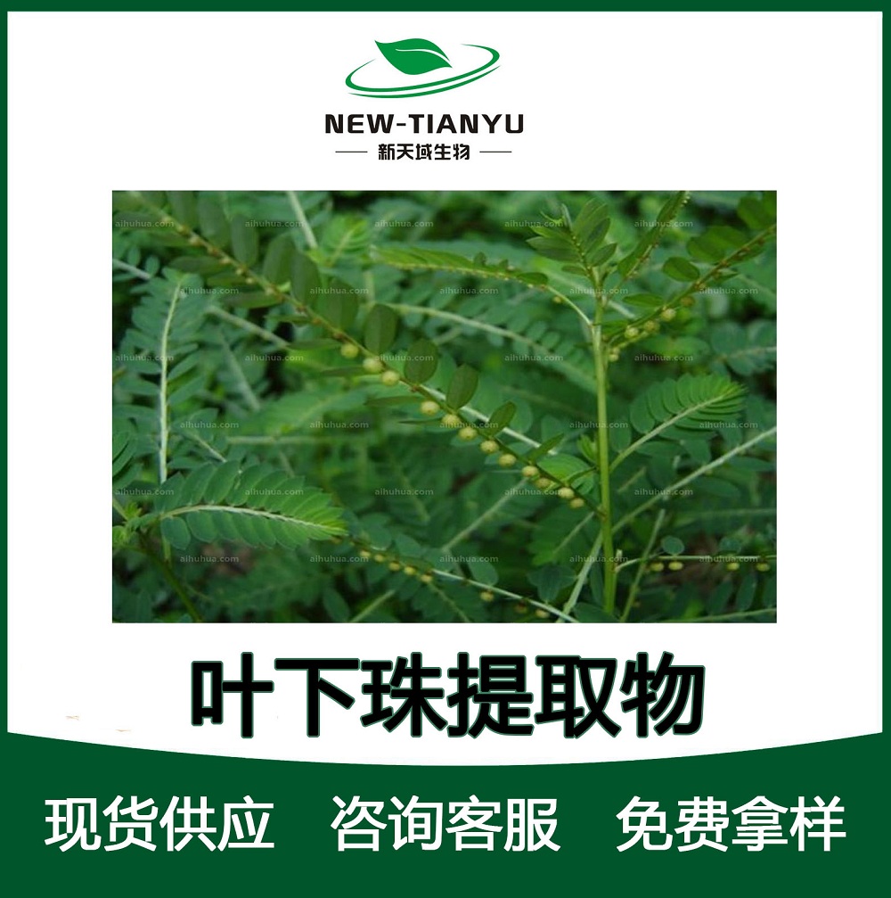 叶下珠提取物,Phyllanthus  extract