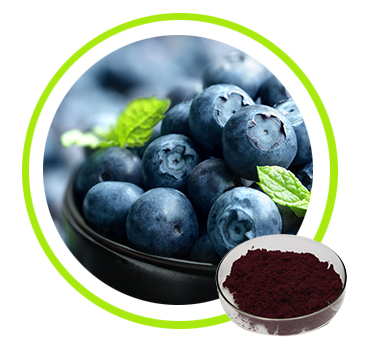 藍(lán)莓提取物,Blueberry Extract Proanthocyanidins