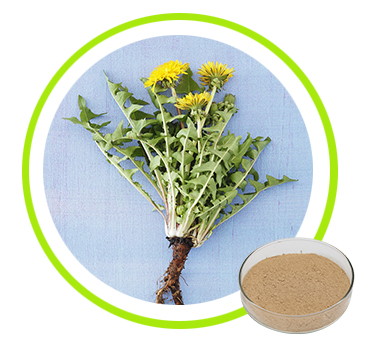 蒲公英提取物,Dandelion Extract