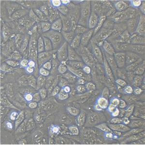 HPDE6c7 Cells|人正常胰腺导管上皮克隆细胞