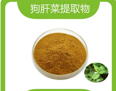 狗肝菜提取物,Dog liver vegetable extract