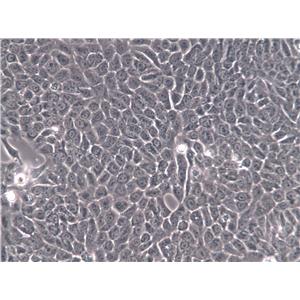 COLO 201 Cells(赠送Str鉴定报告)|人结直肠腺癌细胞,COLO 201 Cells