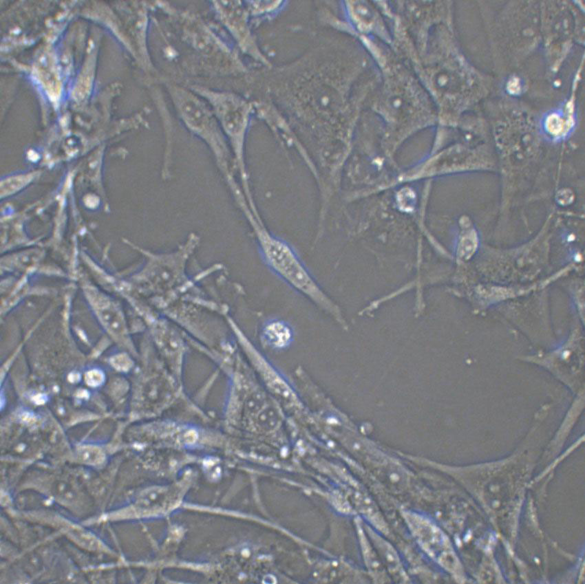 BHK-21 Cells|仓鼠肾成纤维克隆细胞,BHK-21 Cells