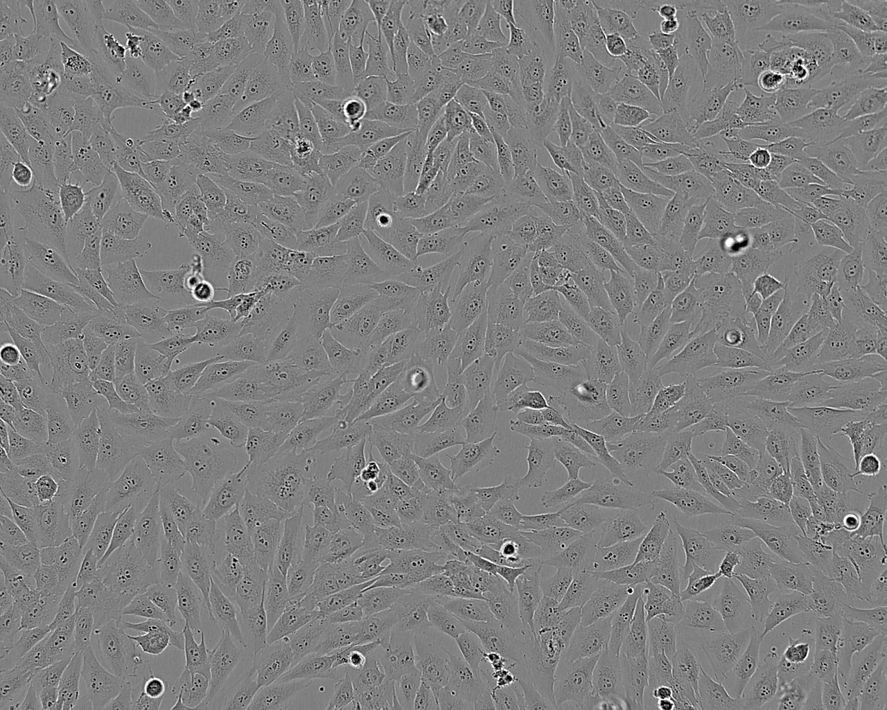 UMNSAH/DF-1 Cells|鸡胚胎成纤维克隆细胞,UMNSAH/DF-1 Cells