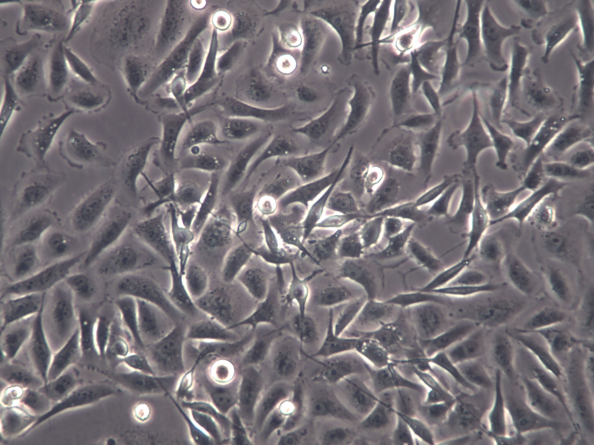 3T3-Swiss albino Cells|小鼠胚胎成纤维克隆细胞,3T3-Swiss albino Cells