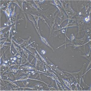 BHK-21 Cells|仓鼠肾成纤维克隆细胞
