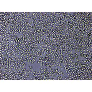 HFLS-RA Cells|类风湿关节炎成纤维样滑膜克隆细胞