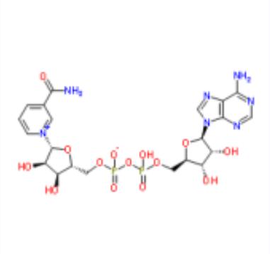 β-烟酰胺腺嘌呤二核苷酸,beta-Diphosphopyridine nucleotide
