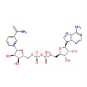 β-烟酰胺腺嘌呤二核苷酸,beta-Diphosphopyridine nucleotide