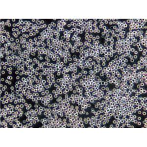 C3H/10T1/2 clone 8 Cells|小鼠胚胎成纤维克隆细胞,C3H/10T1/2 clone 8 Cells