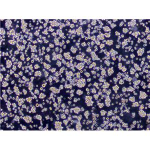MOLT-4 Cells|人急性淋巴母细胞性白血病克隆细胞