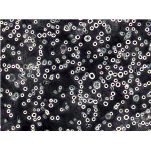 RKO Cells|人结肠癌可传代细胞系