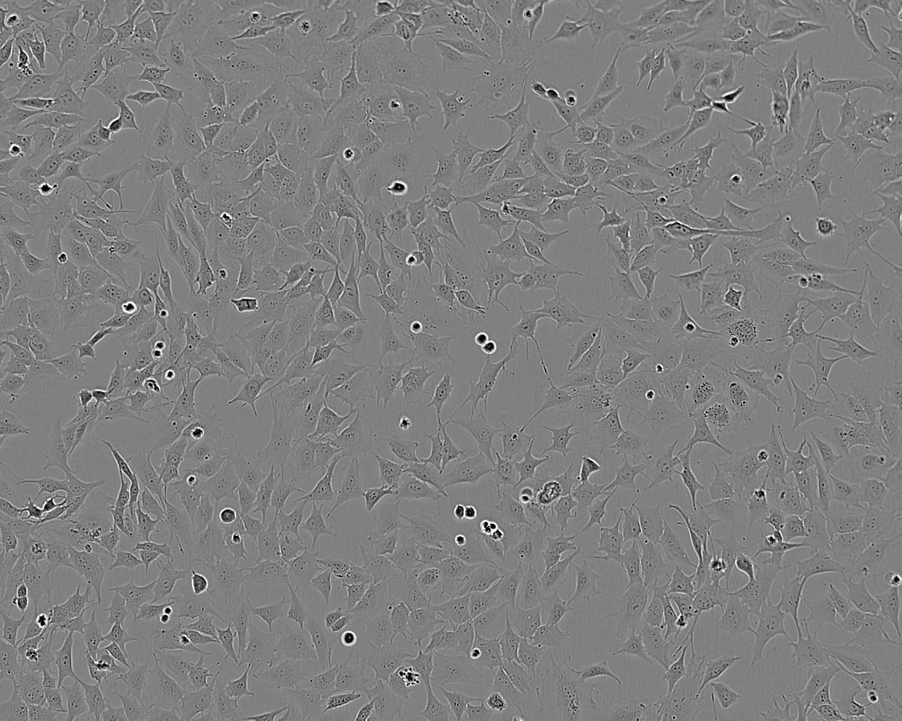 HT-144 Cells(赠送Str鉴定报告)|人恶性黑色素瘤细胞,HT-144 Cells