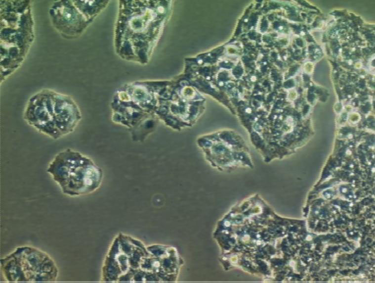 SK-MES-1 Cells|人肺鳞癌需消化细胞系,SK-MES-1 Cell