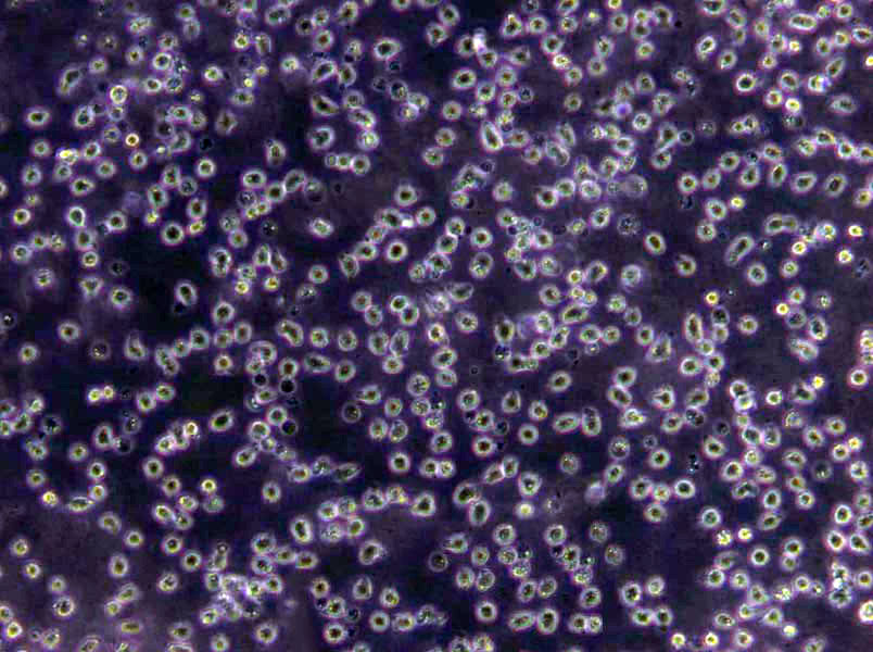 COLO 829 Cells|黑色素瘤需消化细胞系,COLO 829 Cells