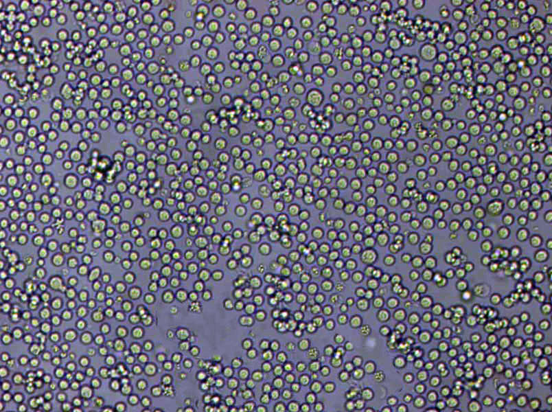 IPEC-J2 Cells|豬小腸上皮需消化細(xì)胞系,IPEC-J2 Cells