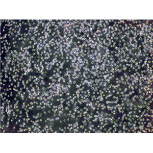 NCI-H660 Cells|小Cell癌需消化细胞系,NCI-H660 Cells