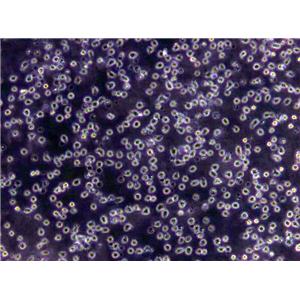 COLO 829 Cells|黑色素瘤需消化细胞系