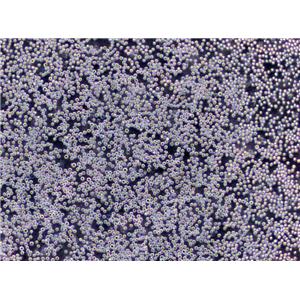 PIG1 Cells|正常皮肤黑色素需消化细胞系