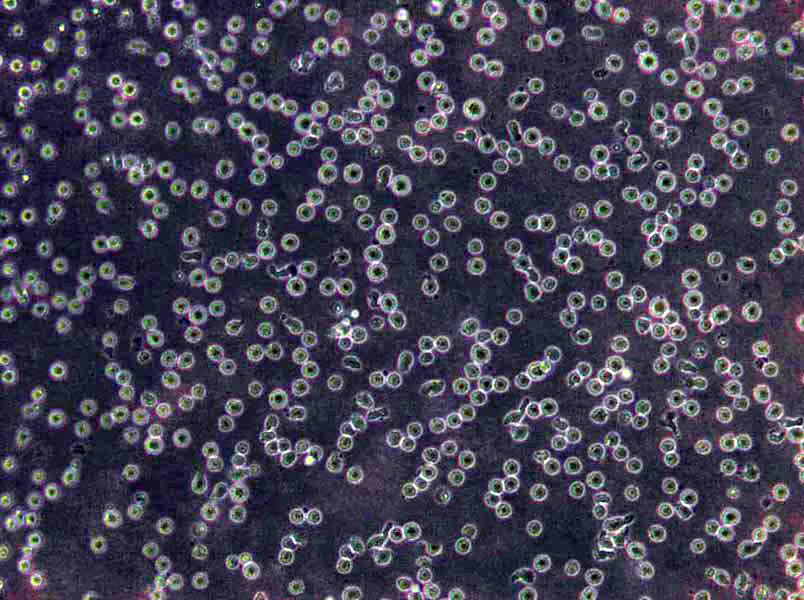 HIEC-6 Cells|正常腸上皮需消化細(xì)胞系,HIEC-6 Cells