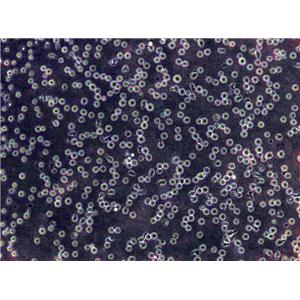 HOP-62 Cells|肺癌需消化细胞系,HOP-62 Cells